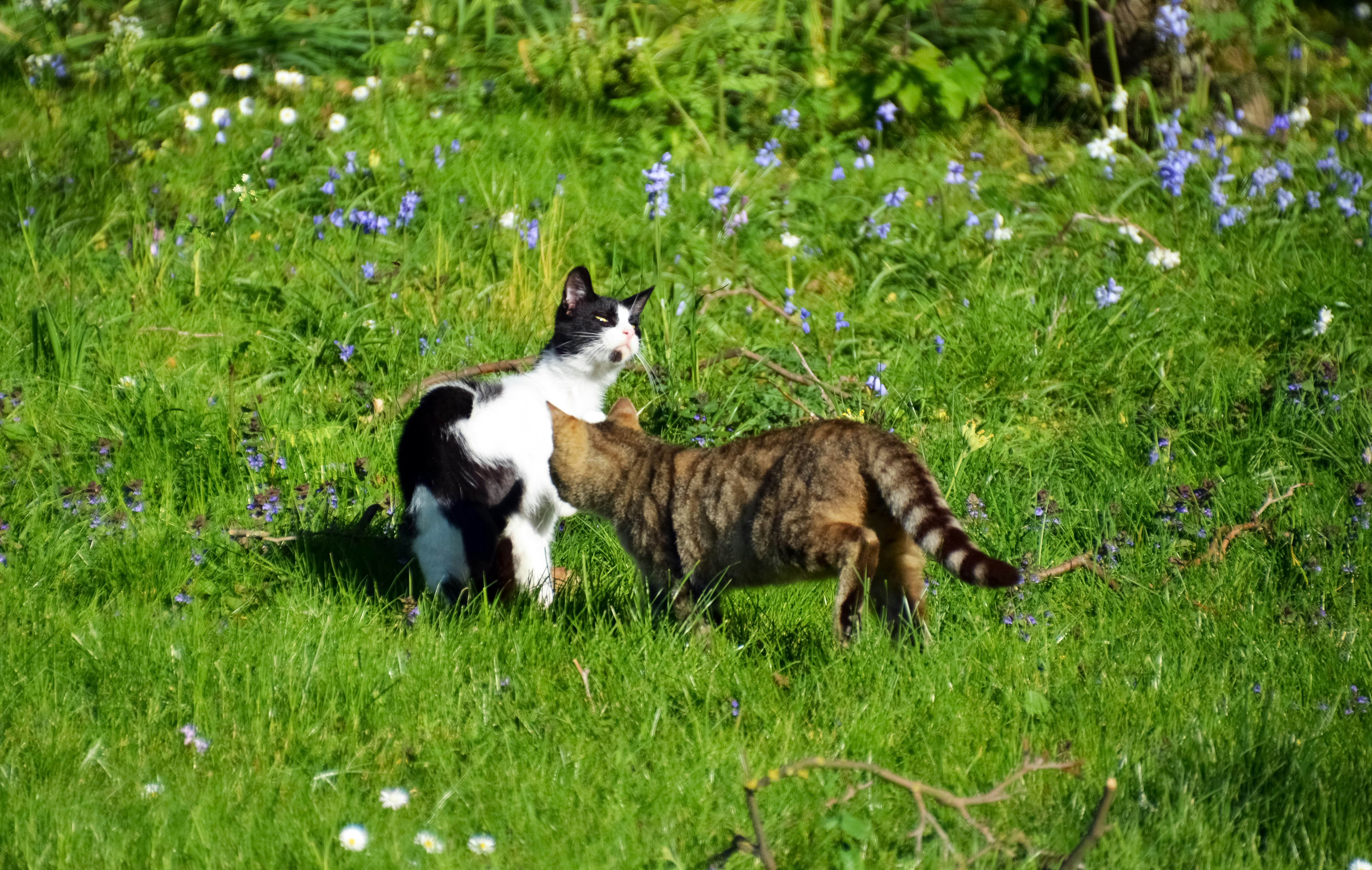 brown and white cat on green grass field during daytime